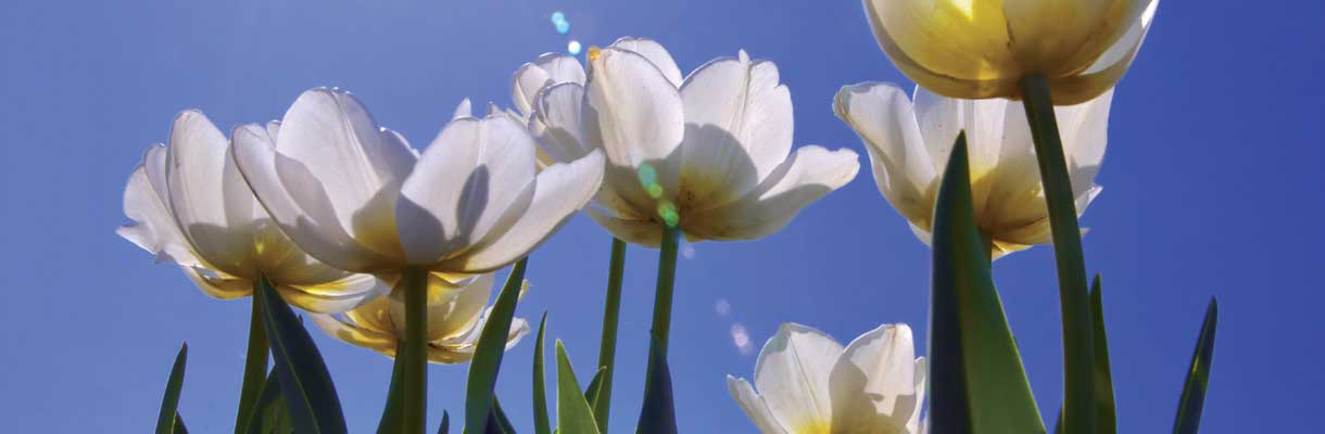 A chaque tulipe, un pas contre le cancer