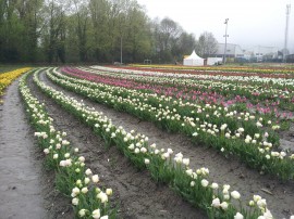 Plantation de tulipes – tulipes contre le cancer