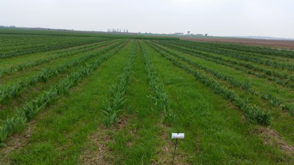Pontoise : Le champ de Tulipes