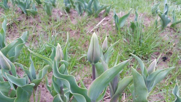 Pontoise 24 mars 2017